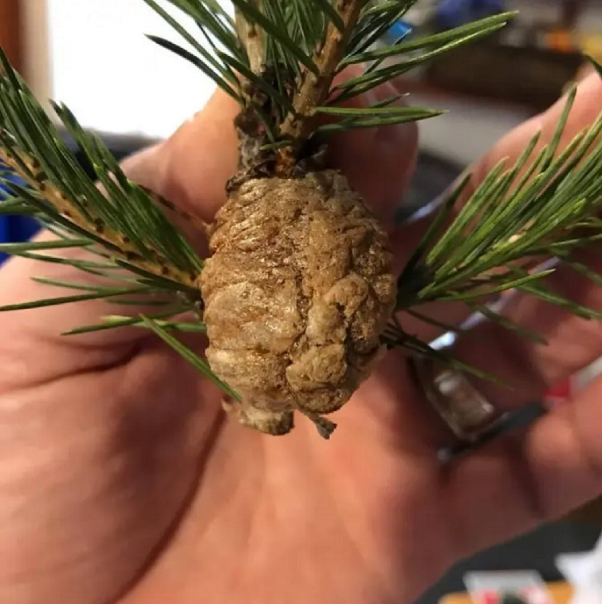 BACITE JELKU AKO OVO PRIMETITE Danijel upozorava kako da sprečite katastrofu (FOTO)