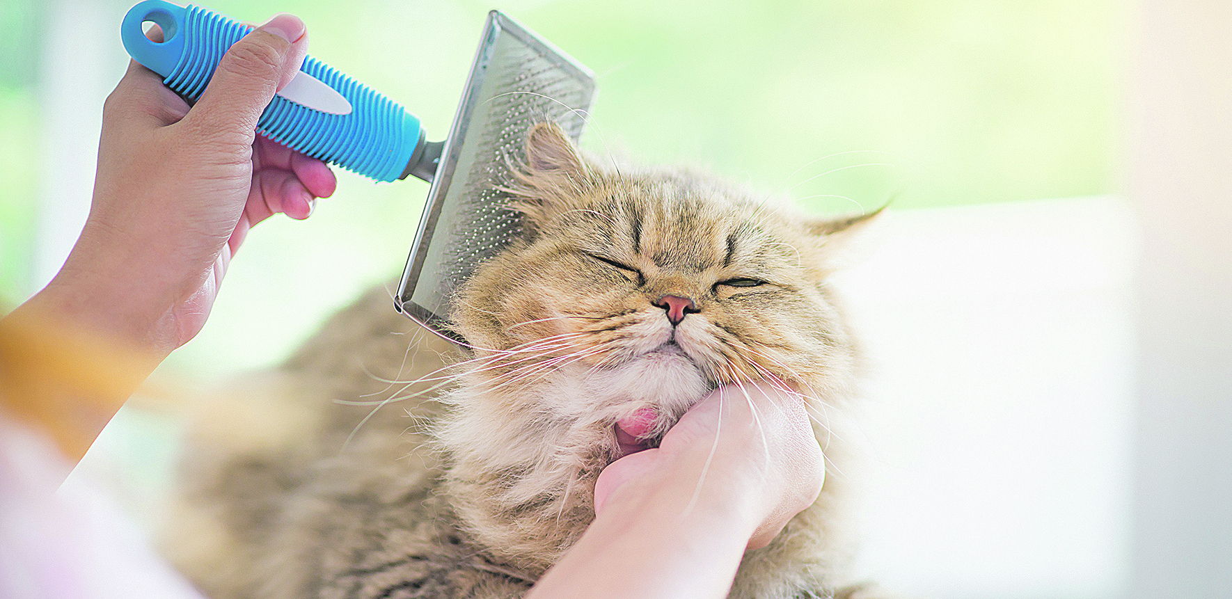 DA ČETKANJE BUDE UŽIVANJE Mačke su bića navike, imajte strpljenja