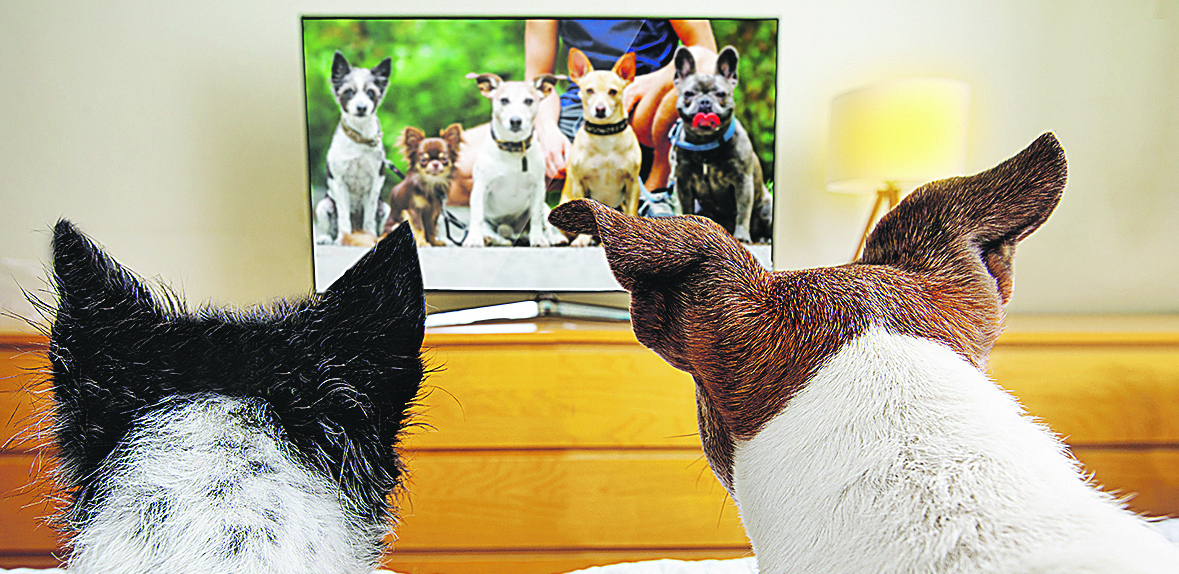 ŠTA AKO LJUBIMAC BULJI U EKRAN Evo šta se dešava u glavi psa dok gleda televiziju