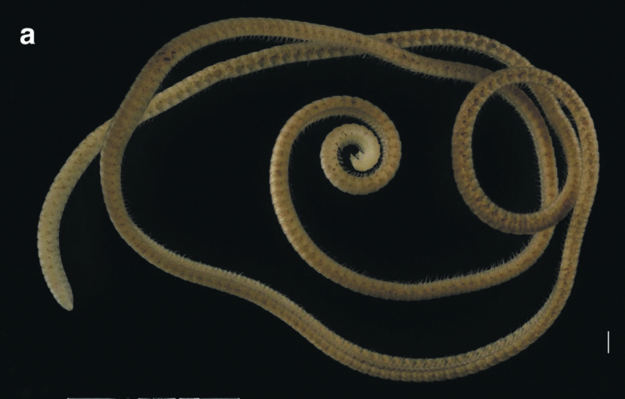 NAUČNICI U AUSTRALIJI OTKRILI NEOBIČNU VRSTU IZ RODA STONOGA: Čudo evolucije ima rekordnih 1.306 nogu