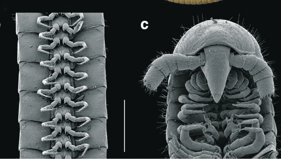 NAUČNICI U AUSTRALIJI OTKRILI NEOBIČNU VRSTU IZ RODA STONOGA: Čudo evolucije ima rekordnih 1.306 nogu