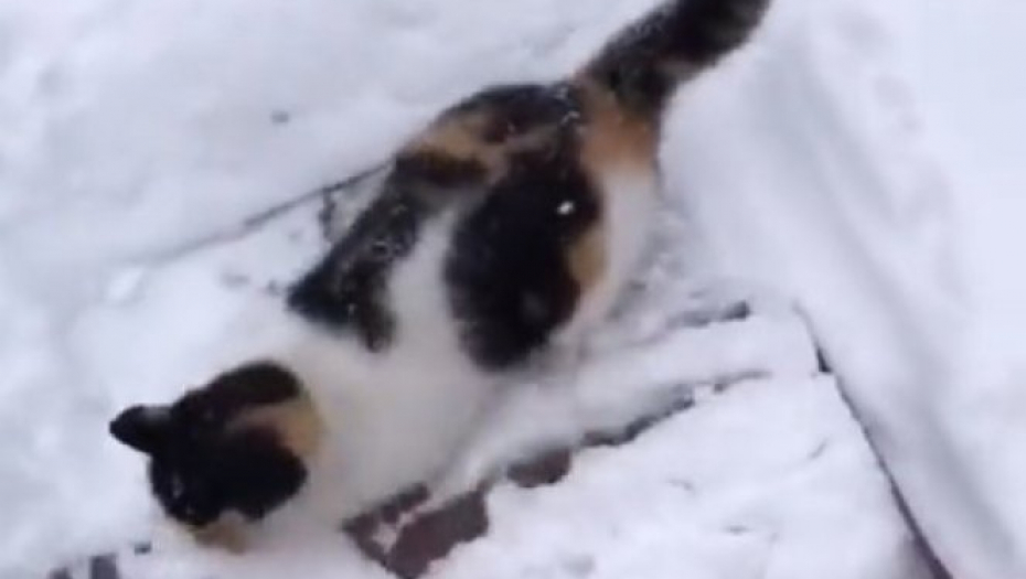 NI LOPATA NIJE MOGLA DA MU POMOGNE! Čovek je čistio sneg, a onda ga je spazila MAČKA! (VIDEO)