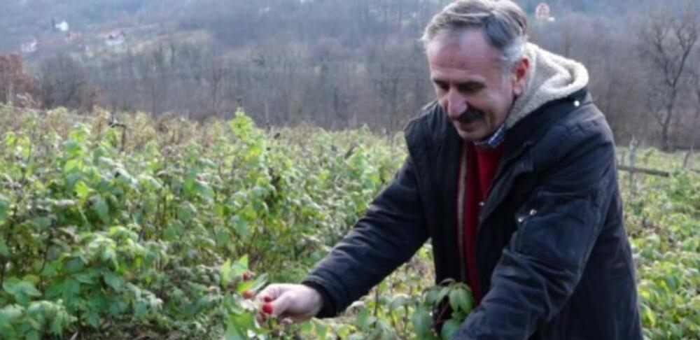 PRIJOVIĆIMA DONOSI ZARADU TOKOM ČITAVE GODINE Rađa čak i u decembru, plodovi se crvene iako je svuda okolo sneg (FOTO)