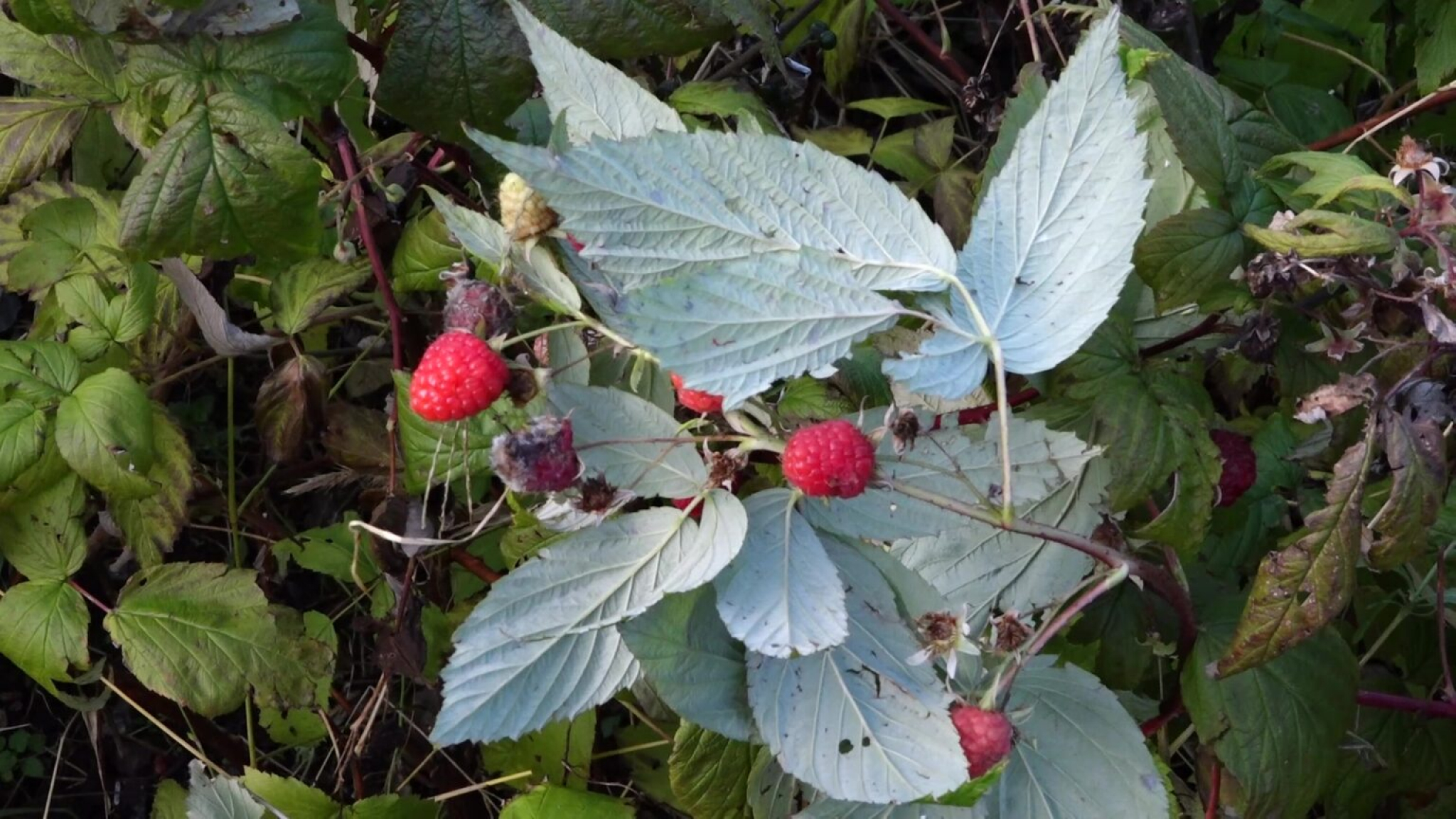 PRIJOVIĆIMA DONOSI ZARADU TOKOM ČITAVE GODINE Rađa čak i u decembru, plodovi se crvene iako je svuda okolo sneg (FOTO)