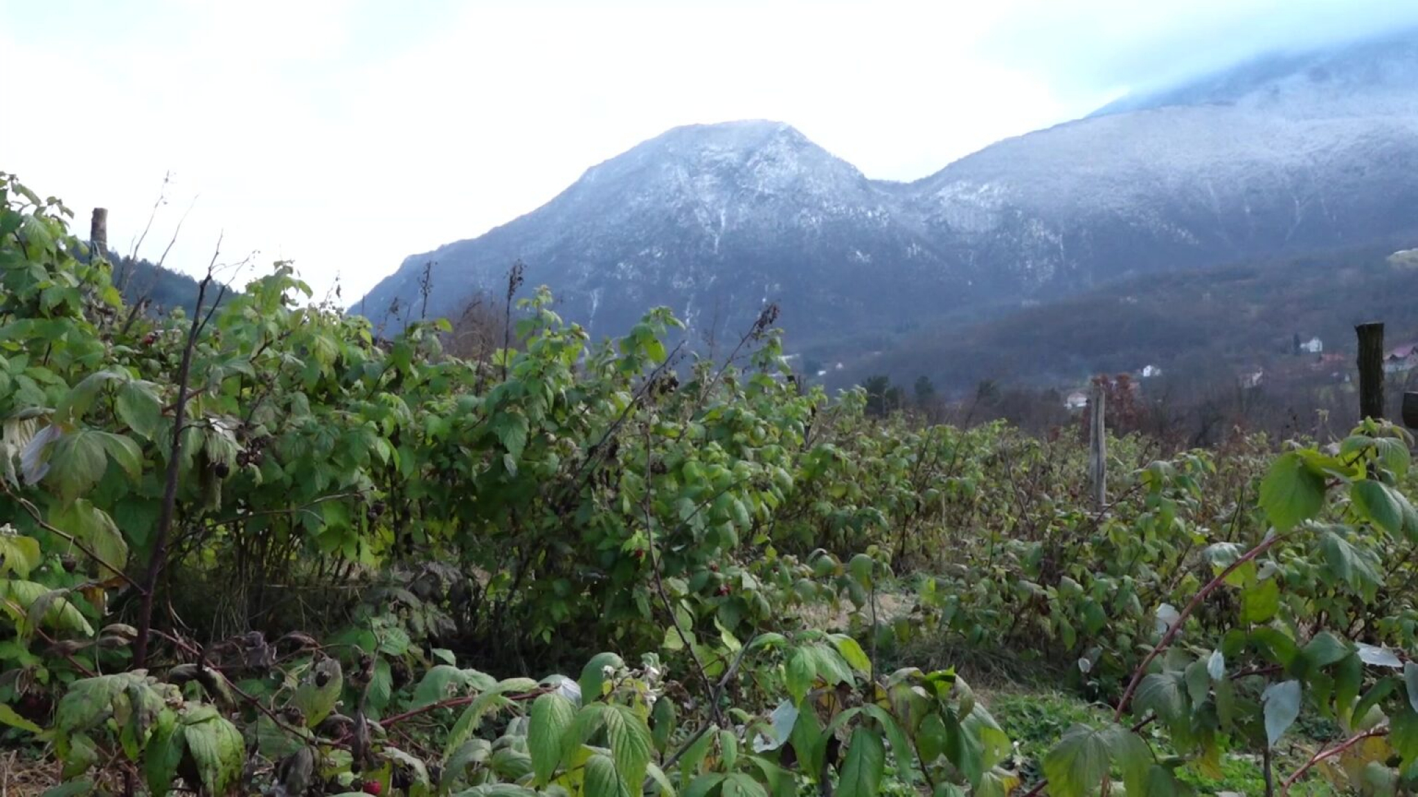 PRIJOVIĆIMA DONOSI ZARADU TOKOM ČITAVE GODINE Rađa čak i u decembru, plodovi se crvene iako je svuda okolo sneg (FOTO)