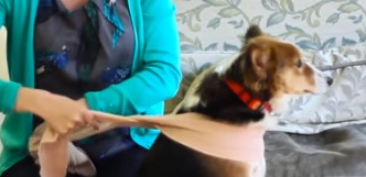 KAD PRŠTE PETARDE VAŠ KUĆNI LJUBIMAC "POLUDI" OD STRAHA Uz pomoć ovog trika pomoći ćete mu da uznemirenost nestane za tren