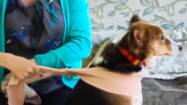 "SVAKI PRAZNIK NAM ZBOG OVOGA PRESEDNE!" Ljudi dele potresne snimke svojih kućnih ljubimaca dok pucaju petarde!