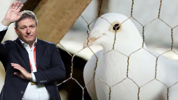 PIKSI KUPIO ČUVENOG GOLUBA RADOJA Selektor pokazao humanu stranu, sada će ga još više ceniti