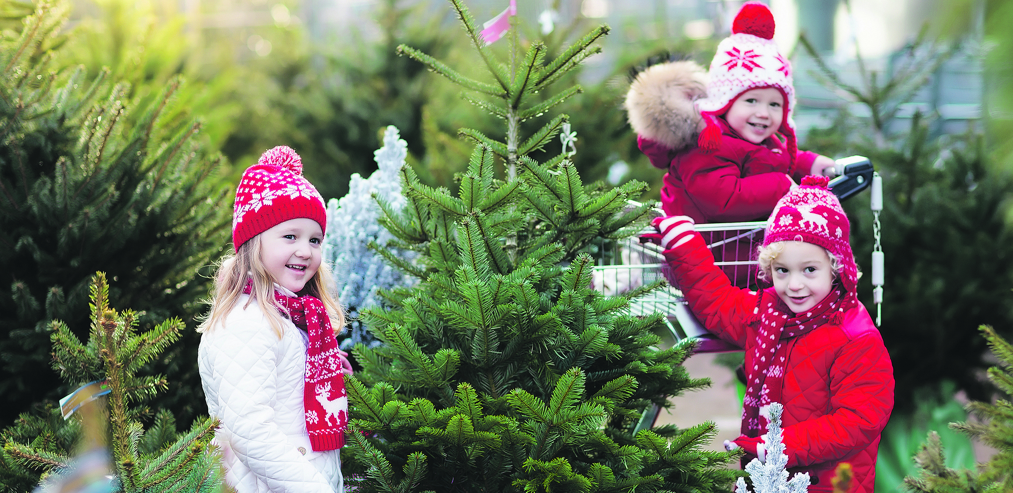 DA VAM JELKA POTRAJE DO SRPSKE NOVE Drvo s busenom je živa biljka koja i posle novogodišnjih praznika može da nastavi da raste