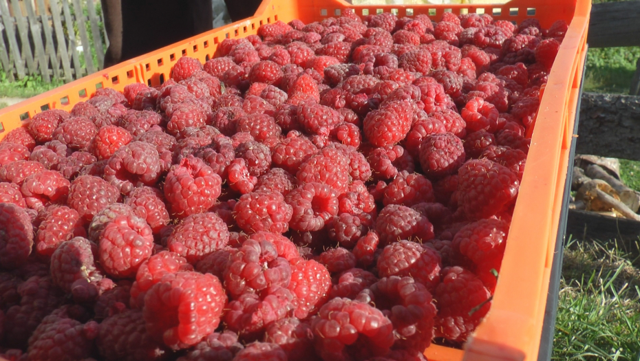 ARAPI NUDE NAFTU U ZAMENU ZA MALINE Otvorena nova tržišta za plasman "crvenog zlata" i drugog bobičastog voća