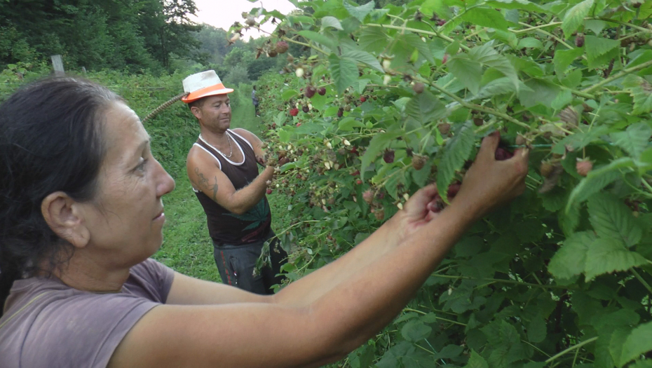 ENGLESKI, RAD NA RAČUNARU, VOZAČKA... Bez ovog ne možete u maline, oglas za posao berača postao hit na internetu