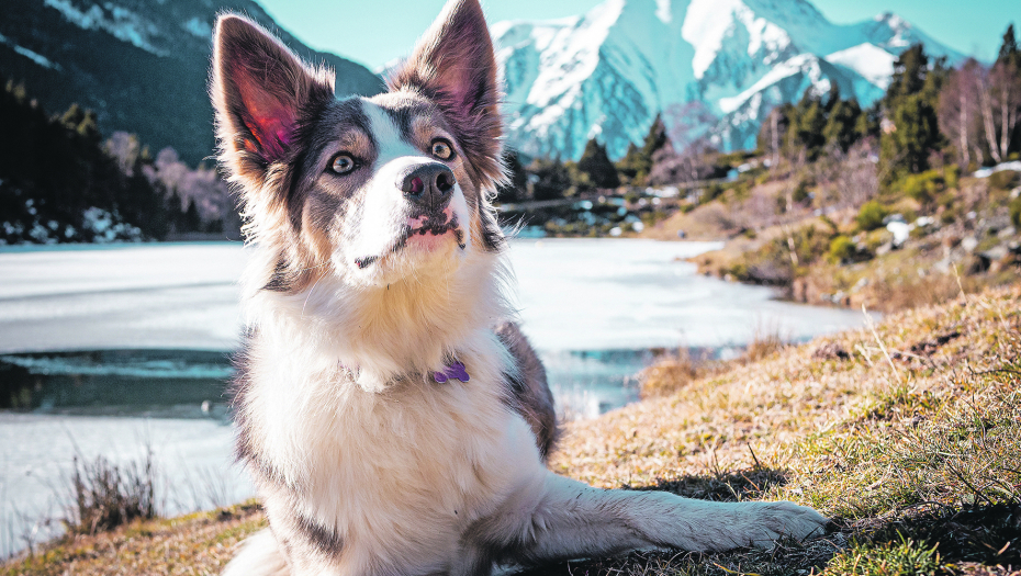 OVE RASE SU POZNATE PO DAVANJU EMOCIONALNE PODRŠKE Pružiće vam ljubav kada vam je najteže