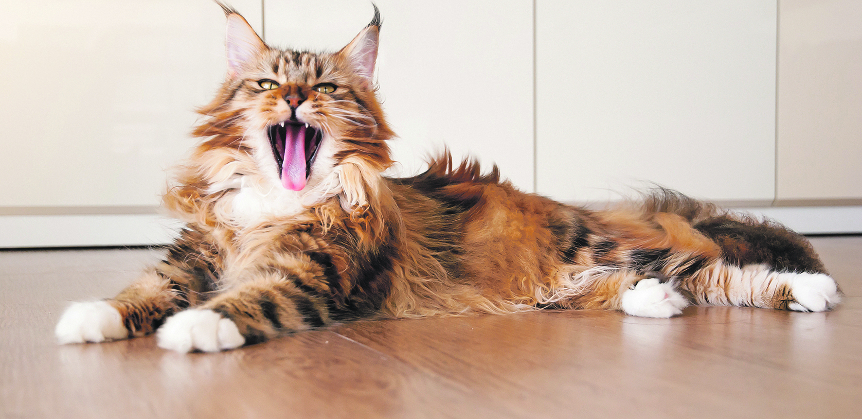 DA PLAČEŠ OD SMEHA Mačka je kao lopov ukrala lopticu od psa, a on nije znao šta ga je snašlo