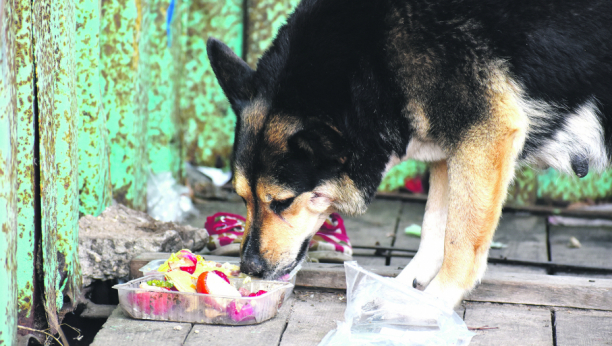 KAZNA ZA HRANJENJE LUTALICA 8.000 DINARA Za ove prekršaje se plaćaju velike sume, evo koliko treba da izdvojite ako šetate svog psa bez povoca