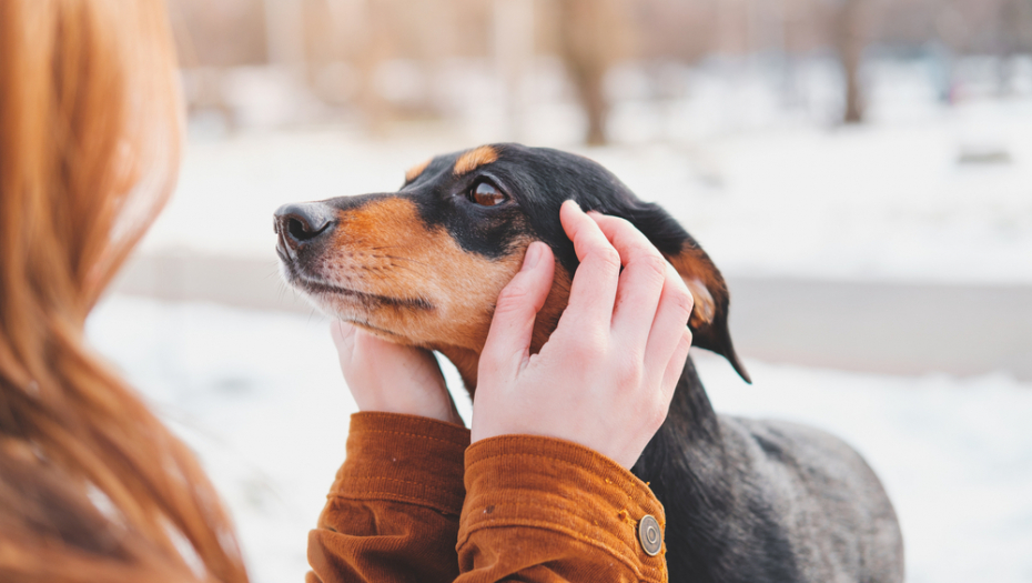 Obratite posebnu pažnju na njih: Ako šetate ljubimca po snegu, treba da znate vas čekaju skrivene opasnosti