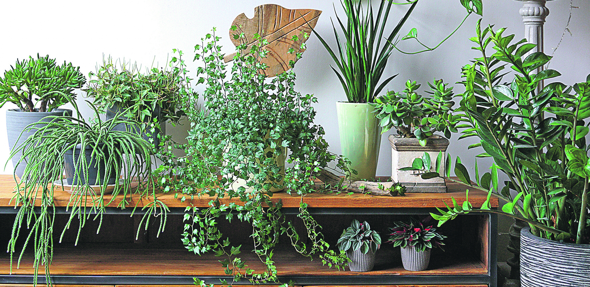 OAZA ZELENILA Ne postoji nešto kao previše zelenog, pa slobodno preterajte sa brojem biljaka u svom domu