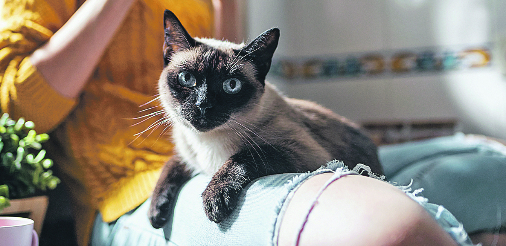 Ako želite kućnog ljunimca: Najdugovečnije mačke