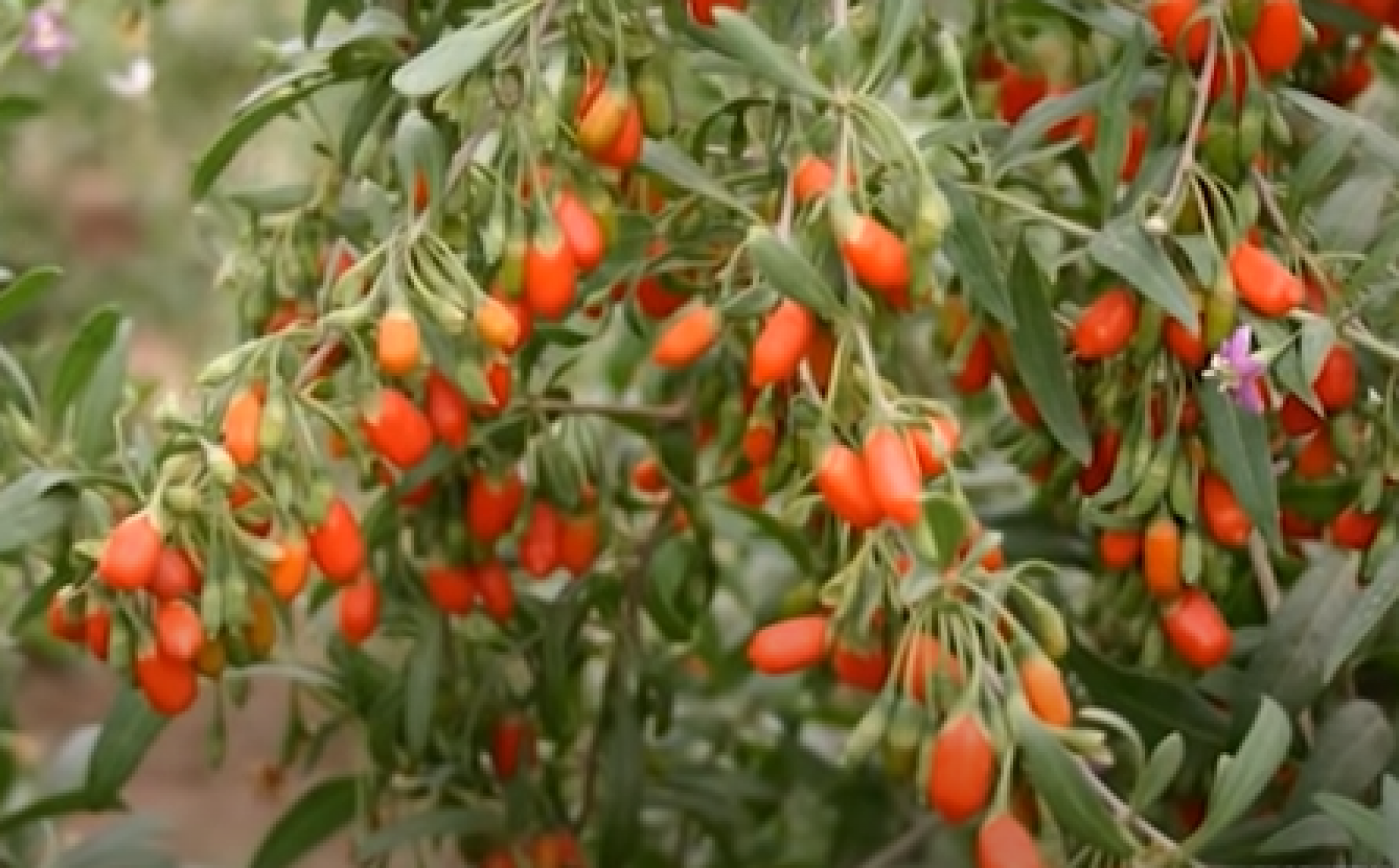 HIMALAJSKI RECEPT ZA DUGOVEČNOST Njih ništa ne boli i žive 100 godina, sve zbog ovih stvari