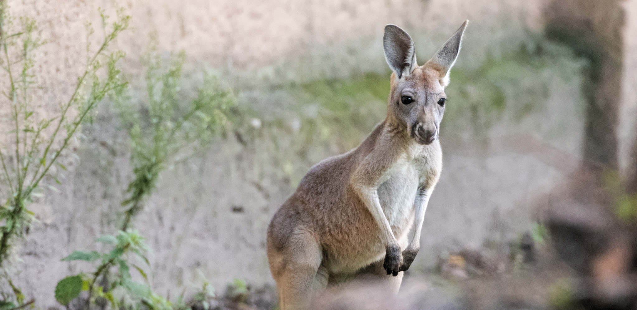 HIT SCENA IZ BEOGRADA OBIŠLA PLANETU! Svi masovno šeruju fotografiju KENGURA, a razlog je svima jasan! (FOTO)