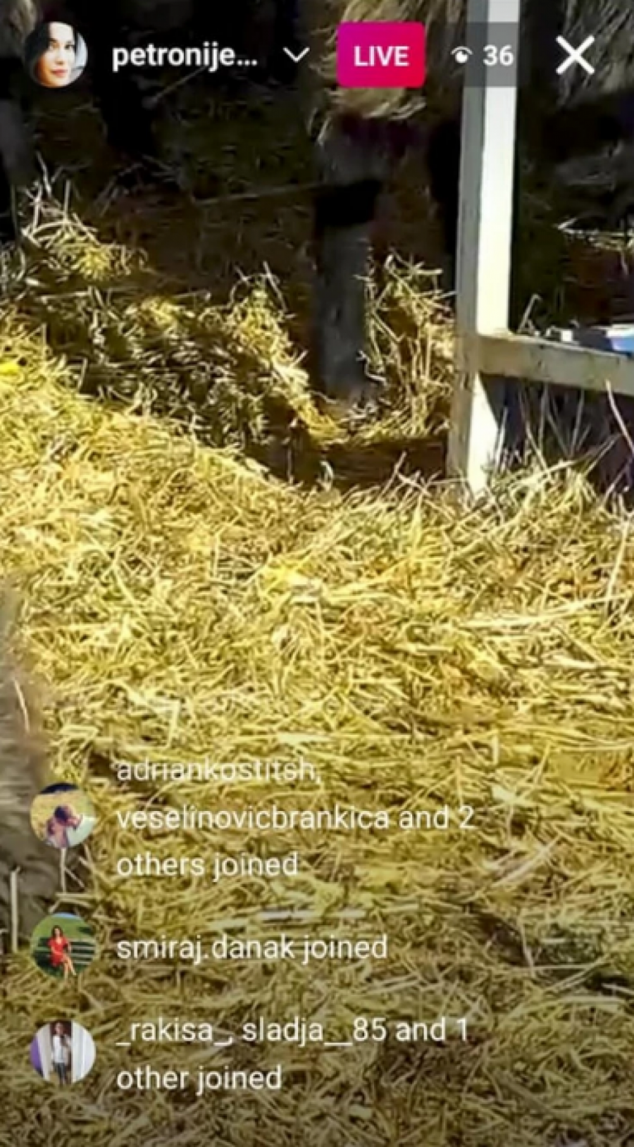 IMALA VELIKU ŠTETU, IZGUBILA DEO STOKE! Srpska glumica muku muči na imanju, vratila se stočarstvu tri meseca nakon porođaja i prolazi kroz haos!