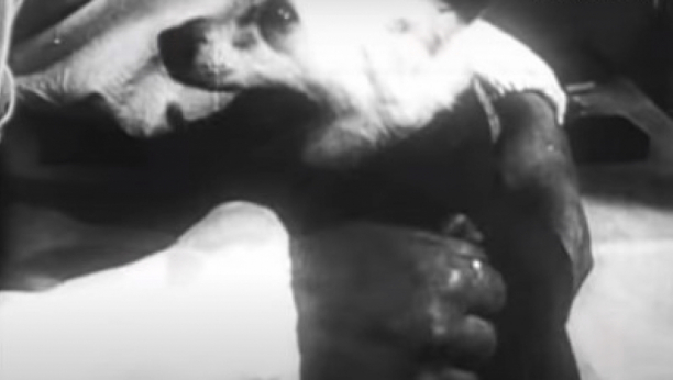 OTKRIVENA DUGO ČUVANA TAJNA Evo koliko je trajao Lajkin život u svemiru