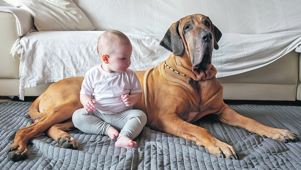 VELIKI PAS, VELIKA LJUBAV Kada je reč o ljubimcima većih gabarita, ljude često plaši ta njihova veličina, ali su to samo predrasude