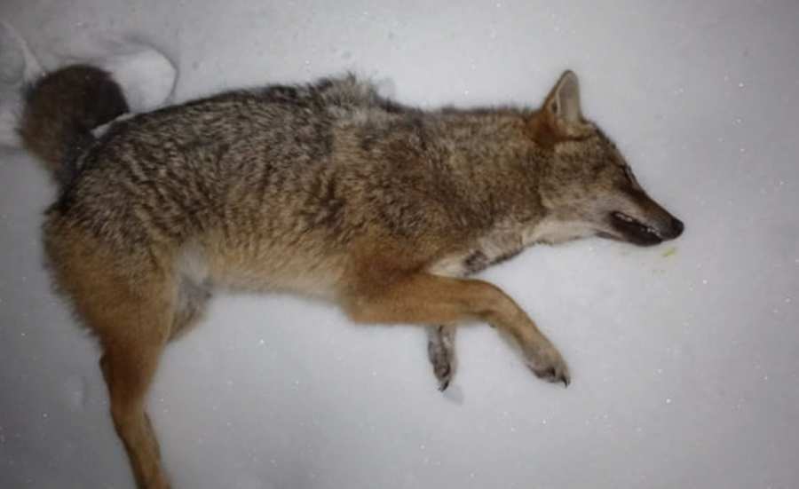 OPASNI PREDATORI U ŠUMAMA SRBIJE Napadi plaše stanovništvo, teško se love i zato ih je sve više! (FOTO)