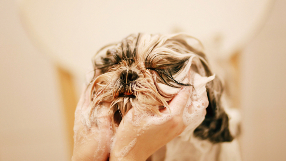Vlasnici često sebi postave ovo pitanje: Da li šampon za bebe možete da koristite za kupanje psa?