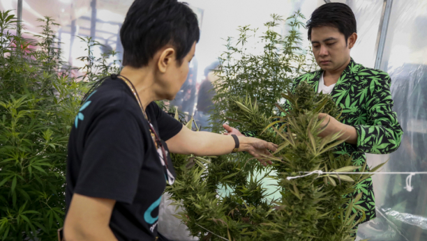 Legalizovana marihuana u Tajlandu