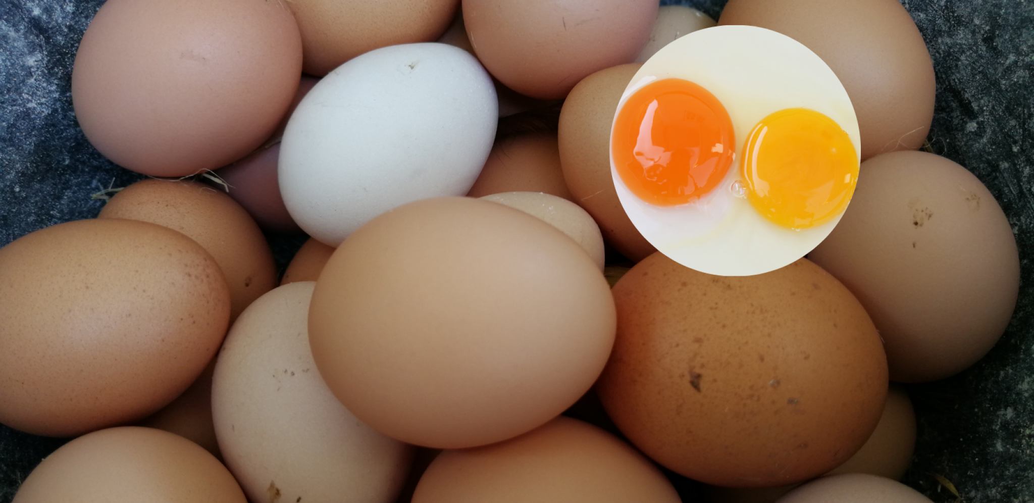 KOLIKO VAS JE BILO U PRAVU Naučnici "rešili" misteriju "šta je starije, kokoška ili jaje"