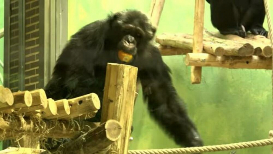 ZALJUBILA SE U ŠIMPANZU ALI IH DUŠMANI RAZDVOJILI Bili su zajedno 4 godine, a evo zašto su se rastali  (FOTO,VIDEO)