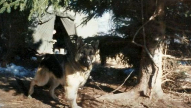 PSI KOJI SU STRADALI NA KOŠARAMA: Lister ubijen u zasedi OVK, Crnog izrešetali pijani rezervisti