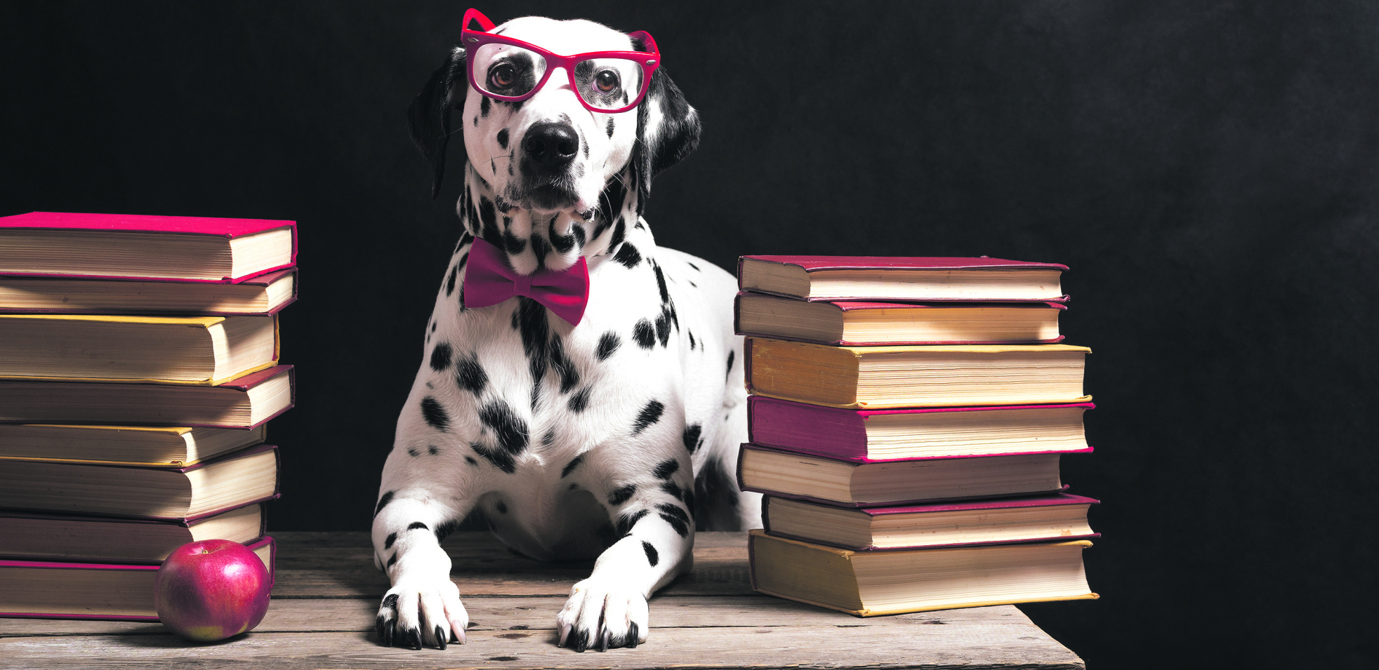 KUCE RAZLIKUJU JEZIKE Stručnjaci veruju da psi pamte jezike