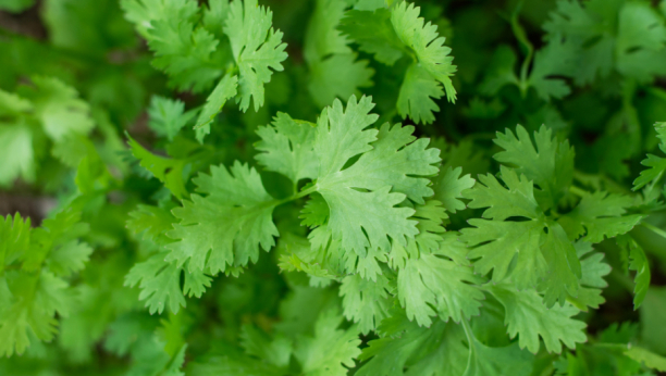 ŠTITI OD ALCHAJMERA, SNIŽAVA ŠEĆER I HOLESTEROL U KRVI, UMANJUJE NAPETOST Ovu biljku u Srbiji zaobilazimo, a ne bi trebalo jer je jeftina i jelima daje poseban ukus!