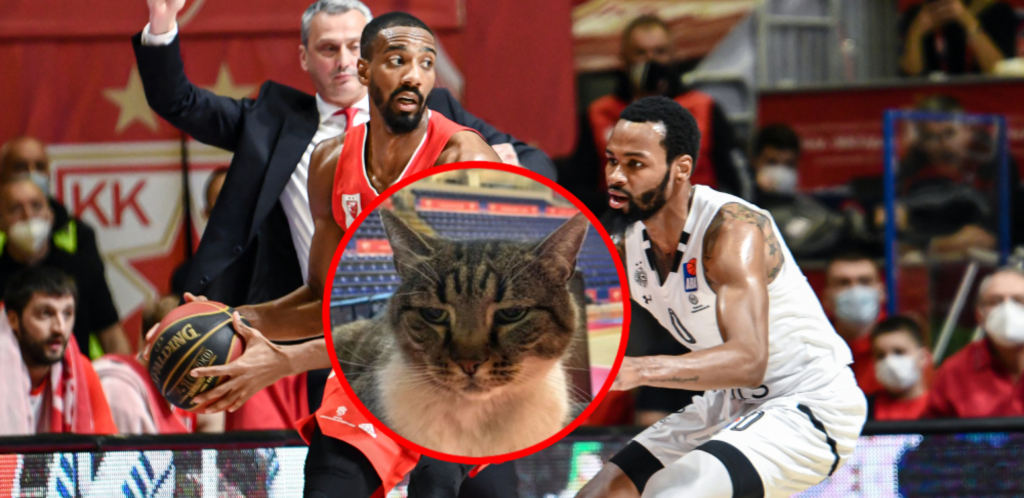 RAT "GROBARA" I "DELIJA" NA DRUŠTVENIM MREŽAMA! Za koga navija mačka Ljubica? (FOTO)