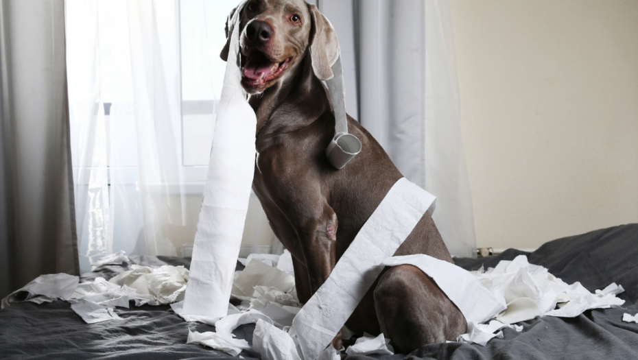 Ljubimac je odjednom počeo da grize nameštaj i pravi haos po stanu? Ovo je mogući razlog