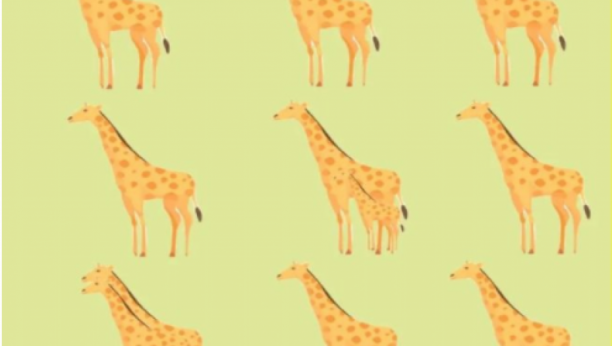 MOŽETE LI DA PREBROJITE SVE ŽIRAFE NA FOTOGRAFIJI? Samo oni koji imaju savršenu moć opažanja mogu da daju tačan odgovor!