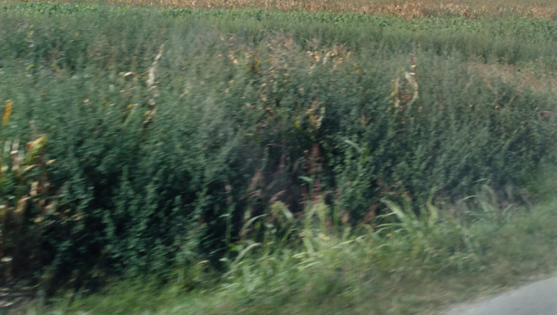 STARIJI ČOVEK U KOMI SATIMA LEŽAO NA PLOČNIKU Jeziva scena u Vlasotincu, HITNO prebačen u bolnicu