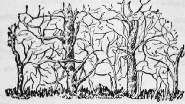 KOLIKO ŽIVOTINJA VIDITE NA SLICI? Samo mali procenat ljudi može SVE da uoči