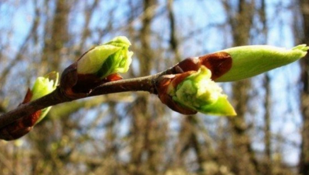 NAPRAVITE INFUZIJU OD PUPOLJKA OVE BILJKE Sprečava bolesti krvi, pluća, jetre i opadanje kose