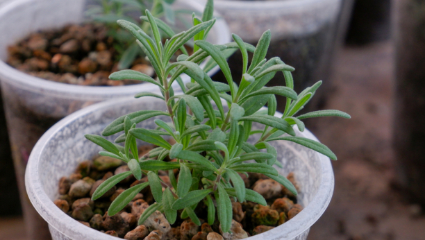BILJKA KOJU SU OBOŽAVALE NAŠE BAKE: U narodu je zovu "majkom" eteričnih ulja, Rimljani su je koristili da očiste pluća