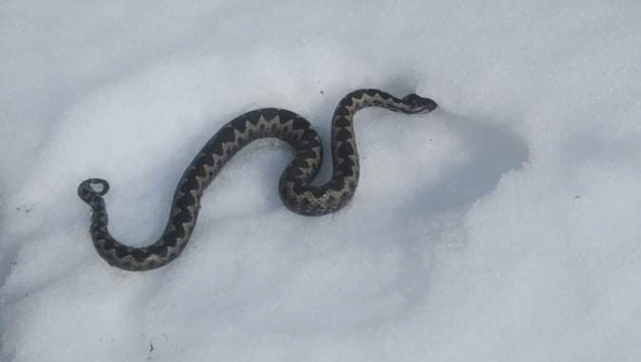 OGROMNA ZMIJA NA SNEGU Srbija zatečena zastrašujućim predskazanjem, meštani kažu da je to loš znak (FOTO)