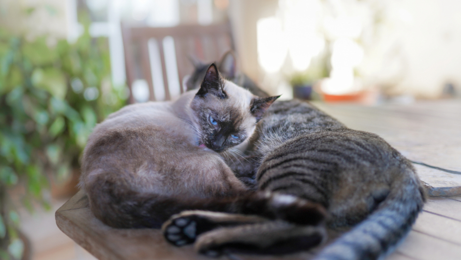 Ovo sigurno niste znali: Kako su mačke i mesec februar povezani?