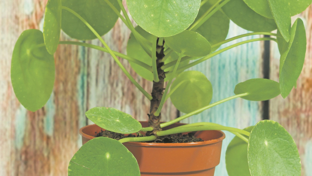 PRIVUCITE NOVAC U KUĆU Ova biljka donosi bolje raspoloženje i blagostanje