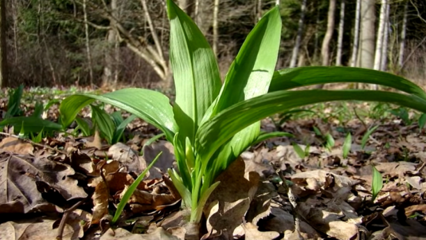 UBIJA OTROVE U ORGANIZMU, OJAČAVA IMUNITET Za ovu biljku od davnina tvrde da je zdravija od belog luka!