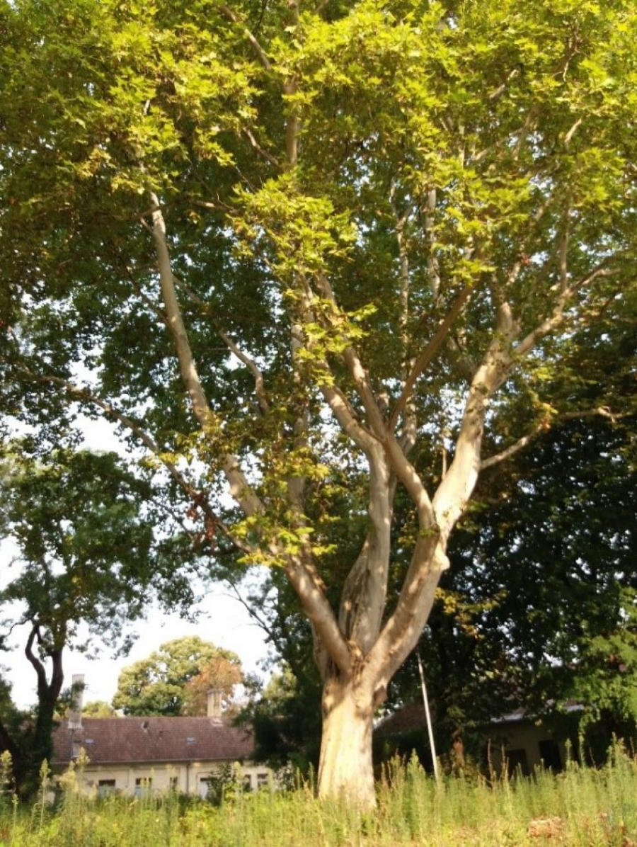 SRPSKA ATINA IMA PREKO 100.000 STABALA Evo u kom delu Novog Sada i dalje rastu drveća stara i preko 200 godina (FOTO)