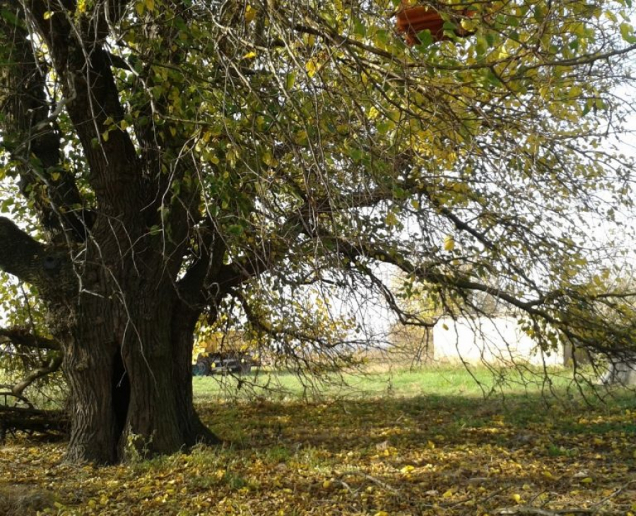 SRPSKA ATINA IMA PREKO 100.000 STABALA Evo u kom delu Novog Sada i dalje rastu drveća stara i preko 200 godina (FOTO)