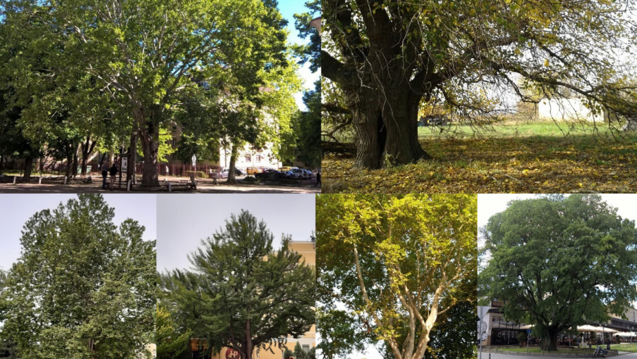 SRPSKA ATINA IMA PREKO 100.000 STABALA Evo u kom delu Novog Sada i dalje rastu drveća stara i preko 200 godina (FOTO)
