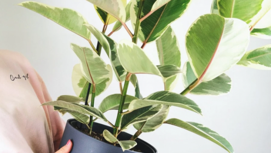 FENG ŠUI ZA 2023. GODINU Evo šta treba da promenite u kući za sreću i novac