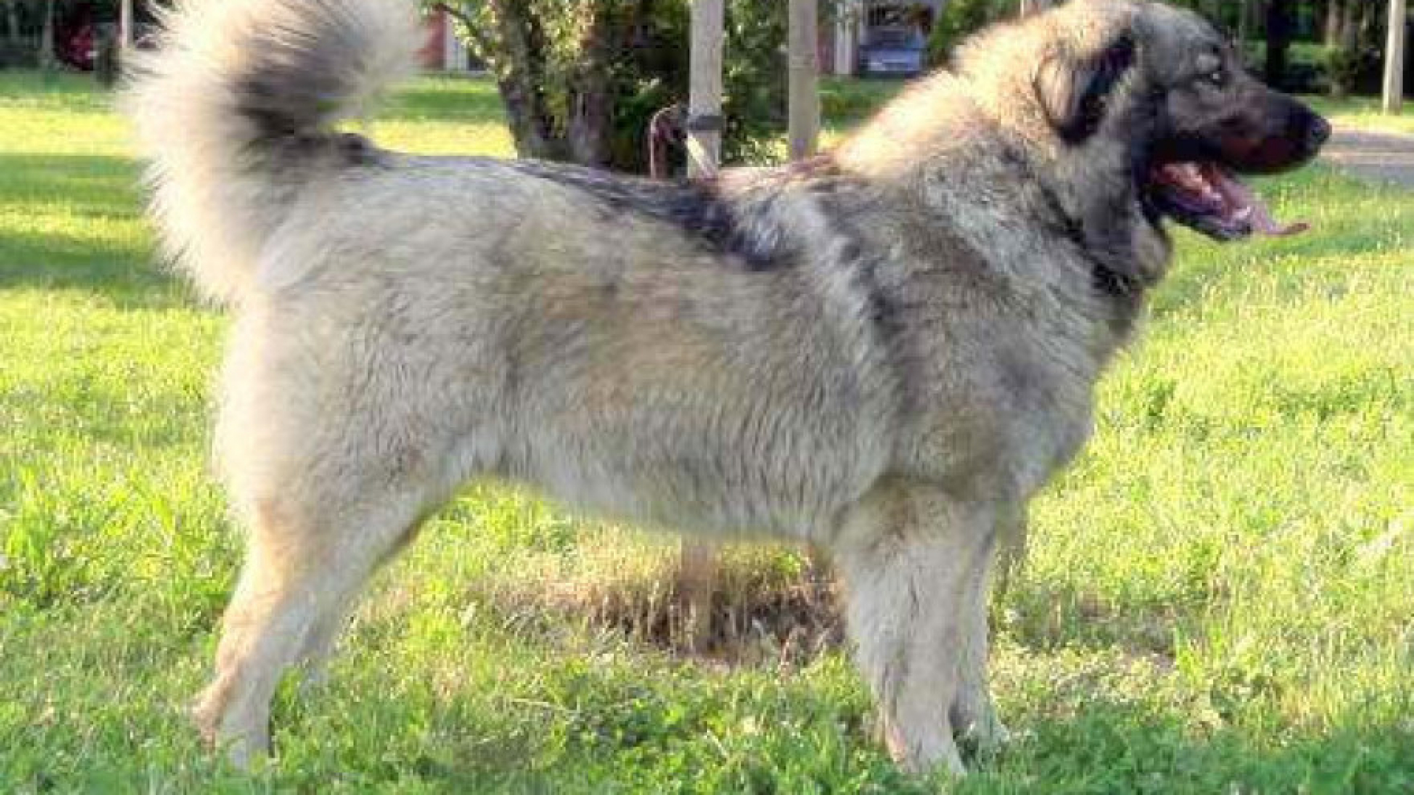 GUBE BITKU SA VREMENOM Ovo su 3 preostale srpske rase pasa